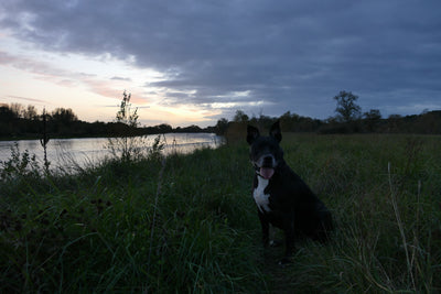 L'avis de léonie R. sur les croquettes aux insectes pour chien de la marque Réglo