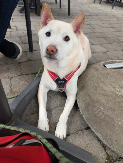 L'avis de Sylvia M. sur les croquettes aux insectes pour chien de la marque Réglo