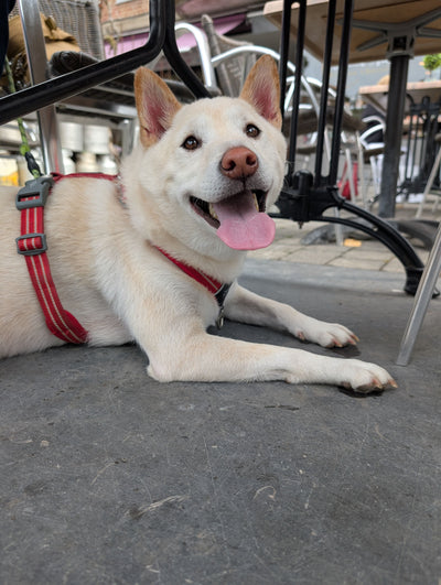 L'avis de Sylvia M. sur les croquettes aux insectes pour chien de la marque Réglo