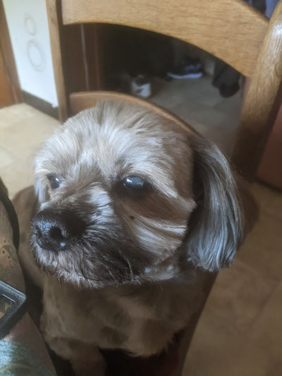 Avis sur Philippe L. — croquettes chien