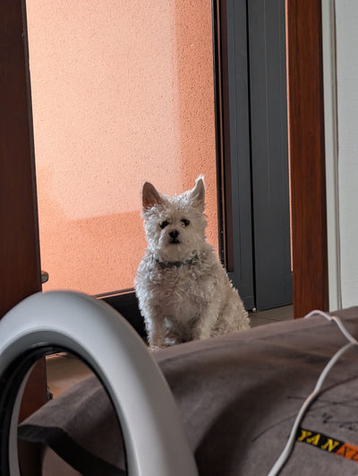 Avis sur Thérèse D. — croquettes chien