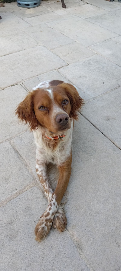 L'avis de Stéfan B. sur les croquettes aux insectes pour chien de la marque Réglo