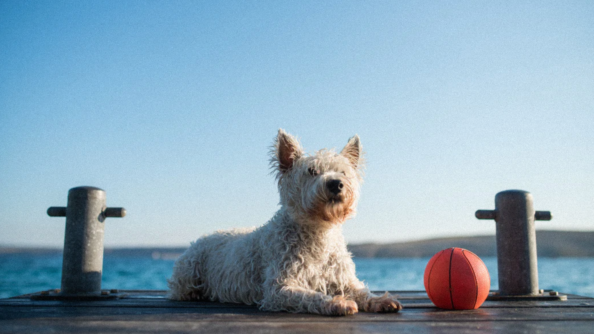 Partir en vacances avec son chien  Image