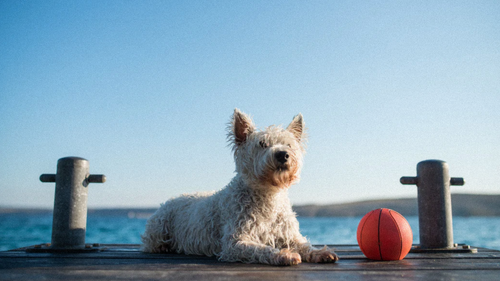 Partir en vacances avec son chien 