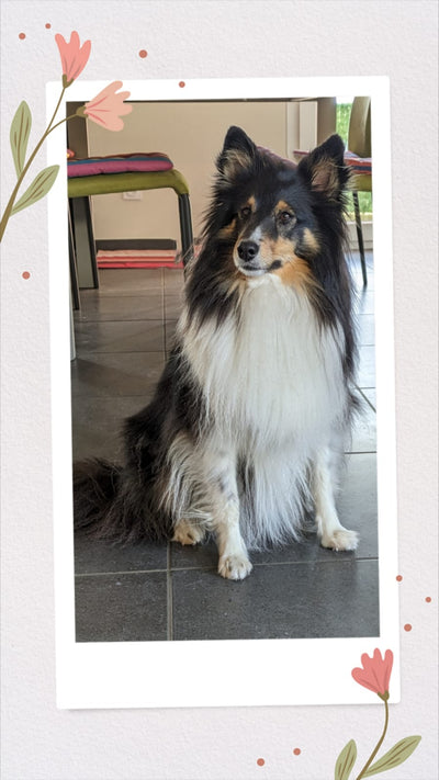 L'avis de Franck B. sur les croquettes aux insectes pour chien de la marque Réglo