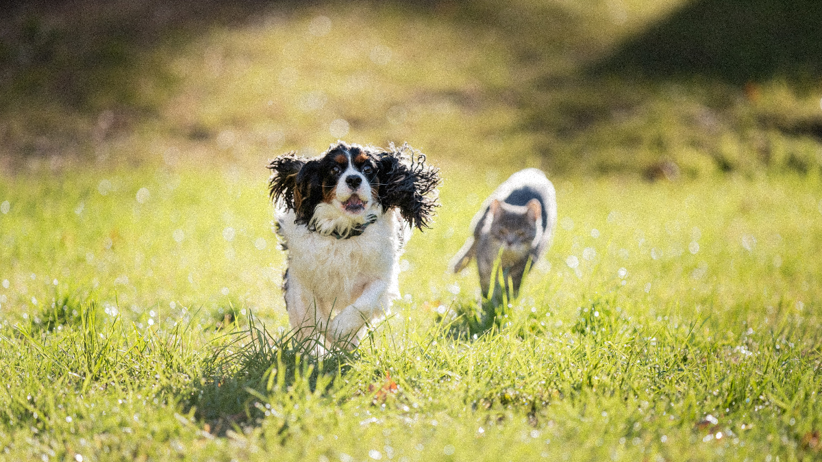 Prendre soin de son animal et de la planète Image
