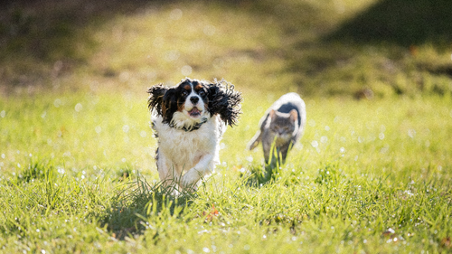 Prendre soin de son animal et de la planète