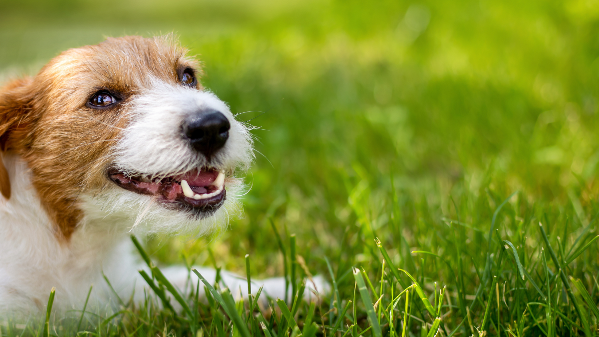 Comment savoir si mon chien a une bonne hygiène bucco-dentaire ? Image