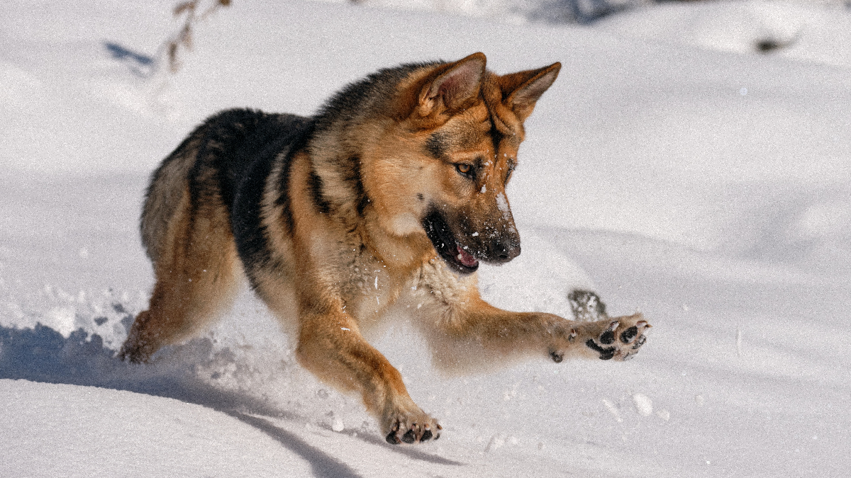 Protéger son chien du froid Image