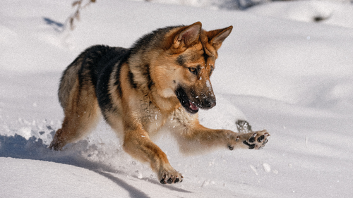 Protéger son chien du froid