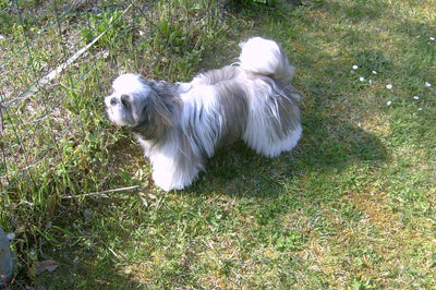 Avis sur gisele f. — croquettes chien
