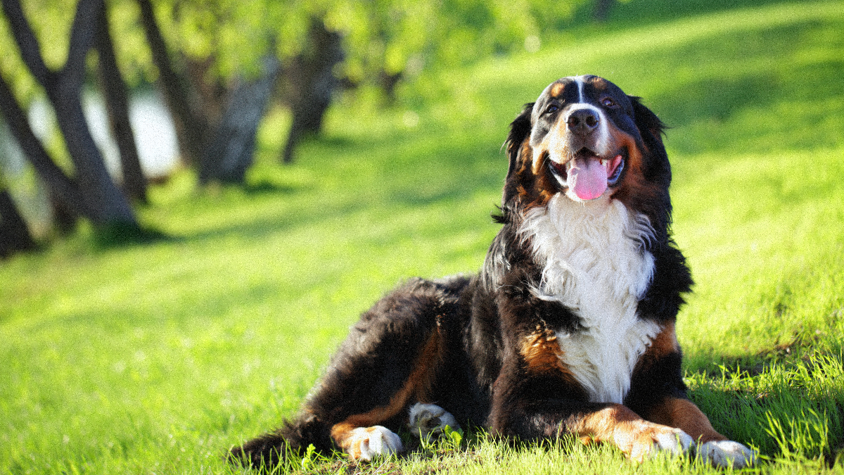 Santé chien : Protéger son chien de la canicule Image