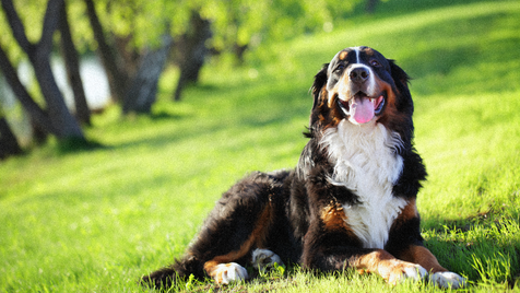 Santé chien : Protéger son chien de la canicule