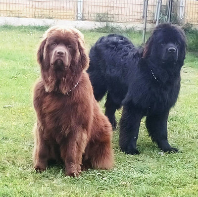L'avis de NANCY B. sur les croquettes aux insectes pour chien de la marque Réglo