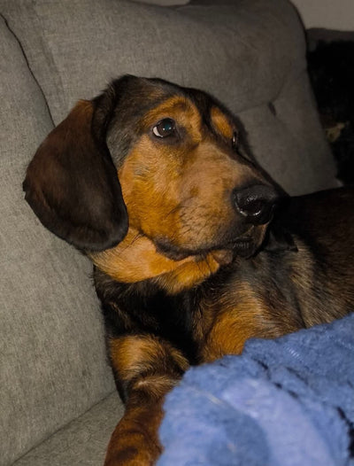 L'avis de Agnès G. sur les croquettes aux insectes pour chien de la marque Réglo