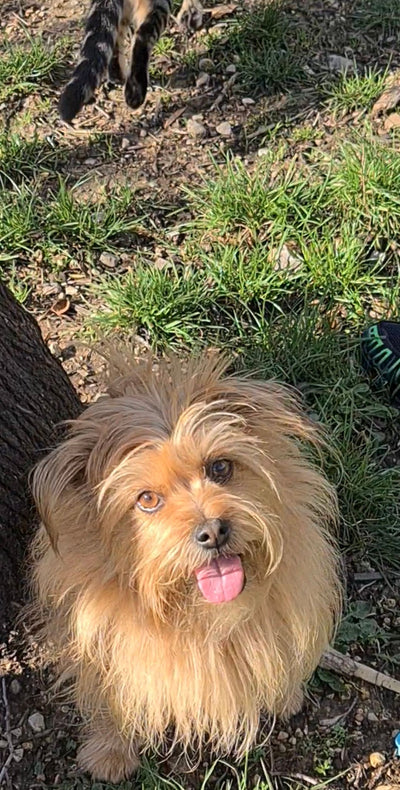 L'avis de Marie-Claire N. sur les croquettes aux insectes pour chien de la marque Réglo