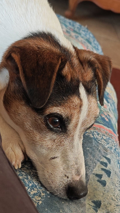 L'avis de Mathieu R. sur les croquettes aux insectes pour chien de la marque Réglo