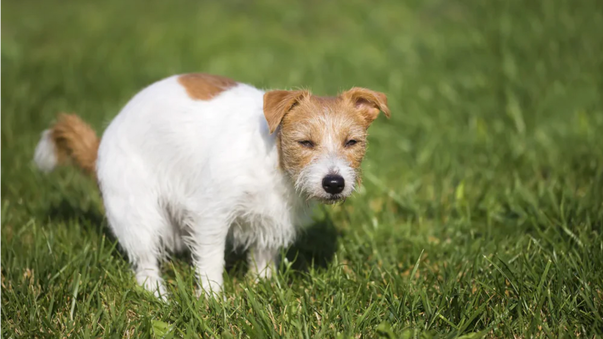 Soulager les problèmes de digestion de votre chien  Image