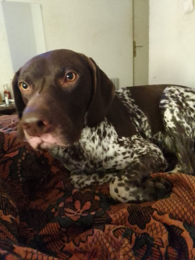 L'avis de Magali R. sur les croquettes aux insectes pour chien de la marque Réglo