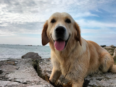Avis sur Benoît P. — croquettes chien