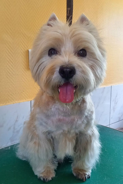 L'avis de jean-rené B. sur les croquettes aux insectes pour chien de la marque Réglo