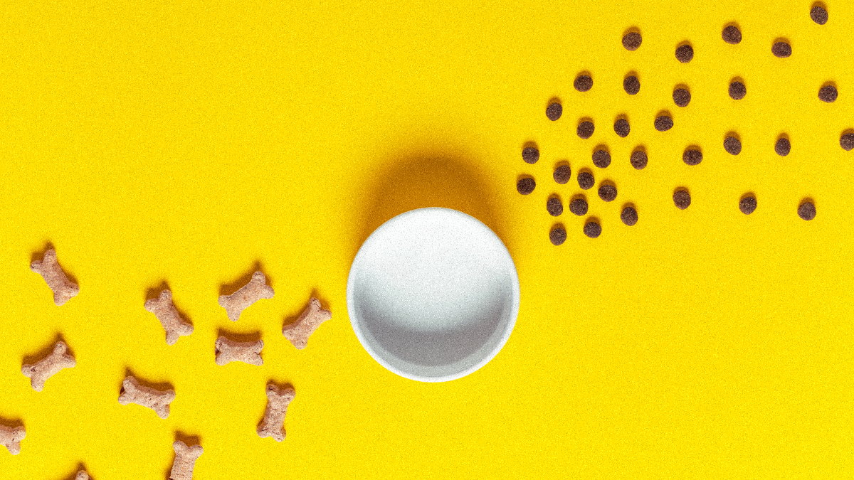 Transition Alimentaire chien : croquettes aux insectes Image