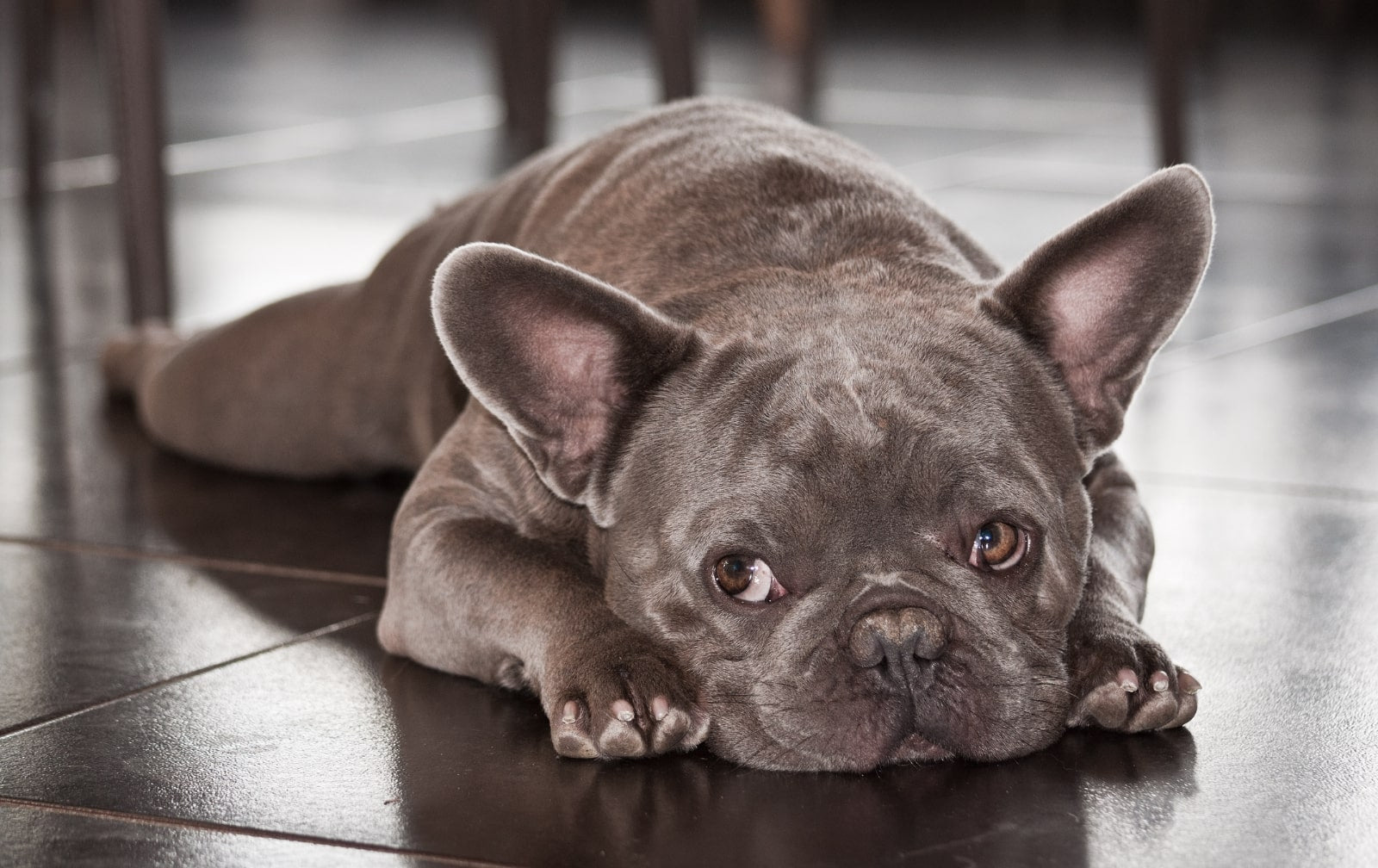 Les allergies alimentaires chez le chien Image