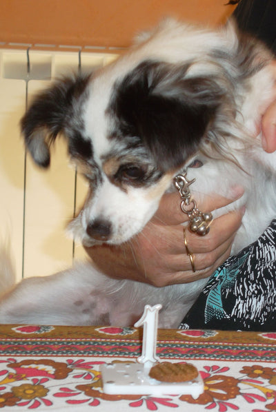 L'avis de Lucienne W. sur les croquettes aux insectes pour chien de la marque Réglo