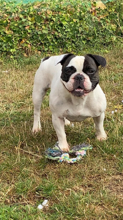 Avis sur Isabelle P. — croquettes chien