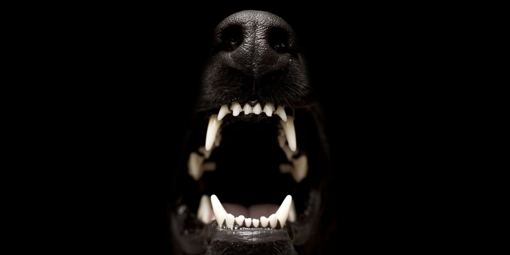 Pourquoi l’hygiène bucco-dentaire est essentielle chez le chien ? Image