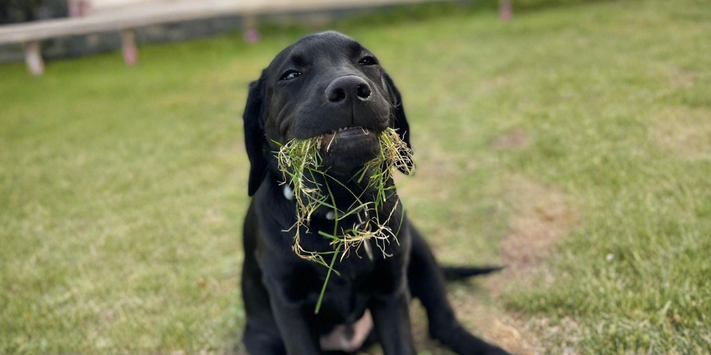 Pourquoi votre chien mange de l'herbe ? Image