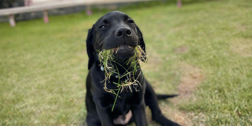 Pourquoi votre chien mange de l'herbe ?