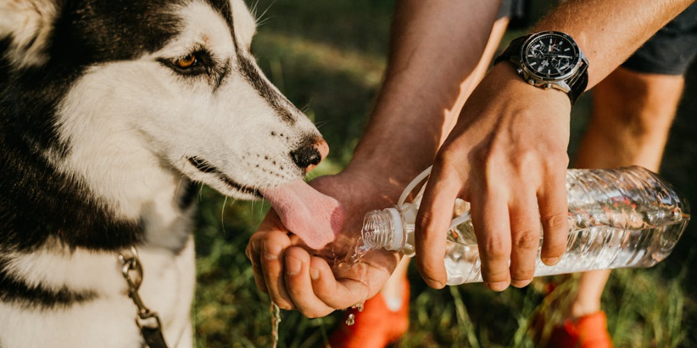 Les signes de déshydratation chez le chien