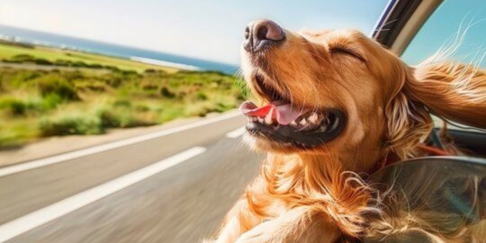 Long trajet en voiture avec son chien : les conseils à connaître avant les vacances Image