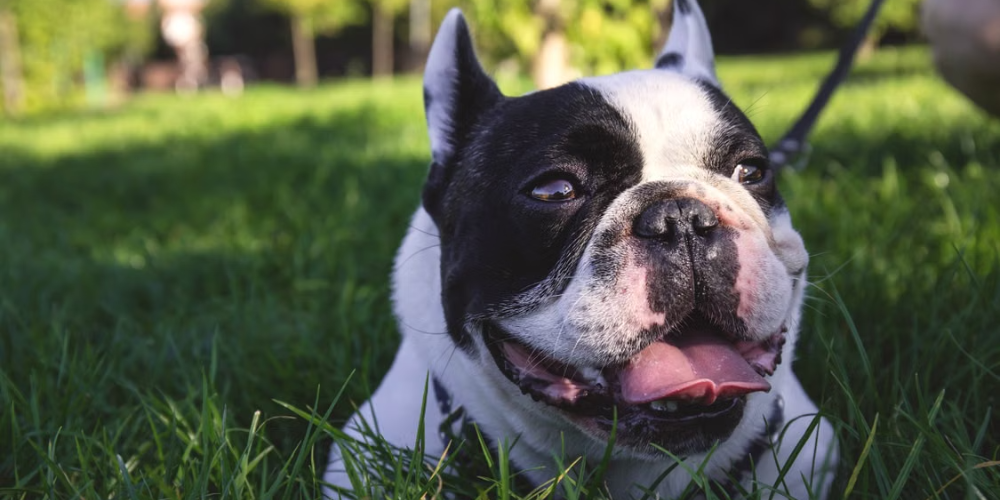 Les 5 signes qu'un chien allergique va bien
