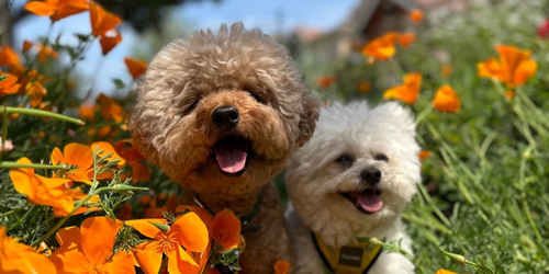 Adapter le ménage de printemps pour le bien-être de votre chien