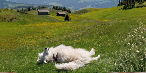 Longues promenades : 3 essentiels pour le confort de votre chien