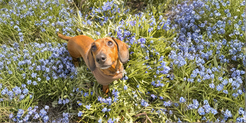 Faut-il adapter l’alimentation de son chien au printemps ?