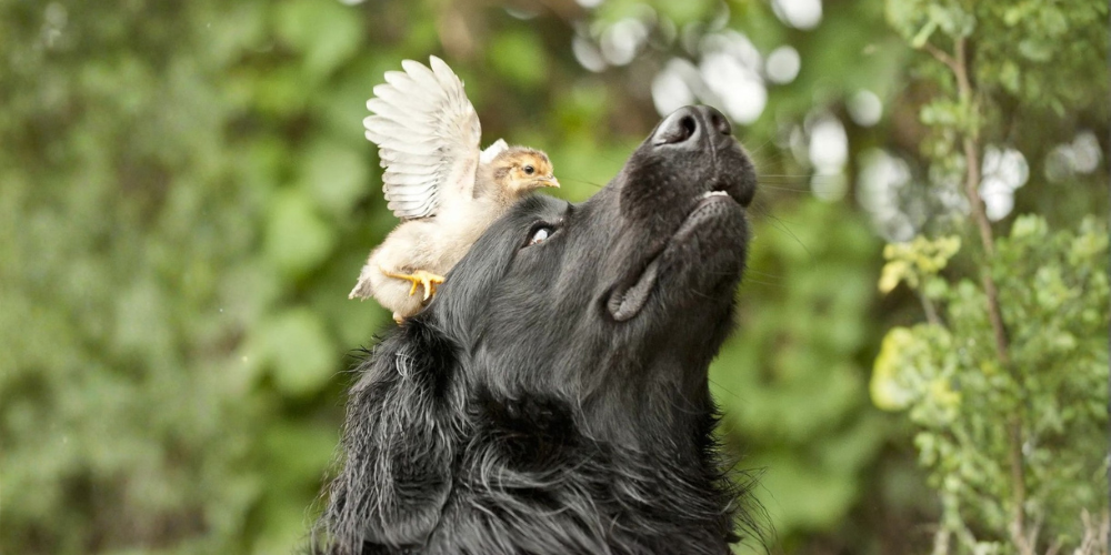 Chiens en forêt au printemps : pourquoi la laisse est obligatoire ?