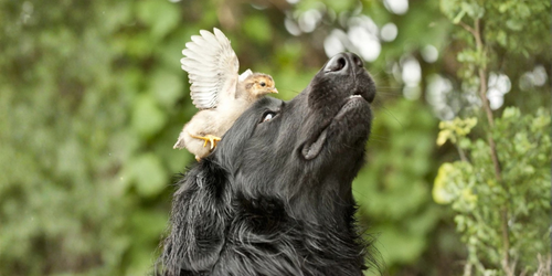 Chiens en forêt au printemps : pourquoi la laisse est obligatoire ?