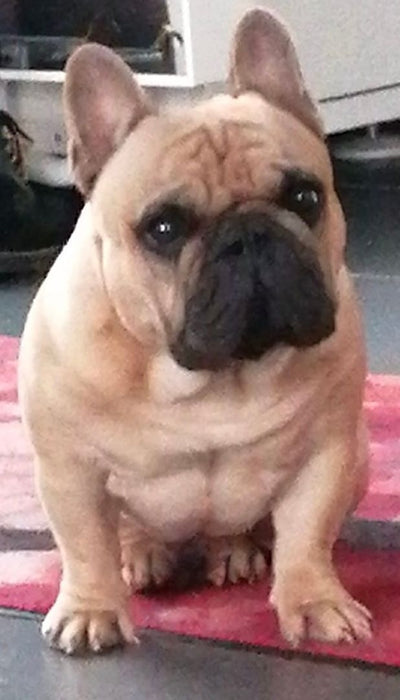 L'avis de Rose-Marie A. sur les croquettes aux insectes pour chien de la marque Réglo