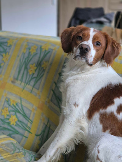 Avis sur gregory l. — croquettes chien