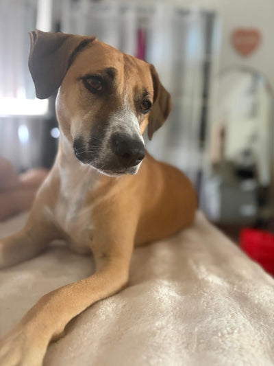 Avis sur Isabelle G. — croquettes chien