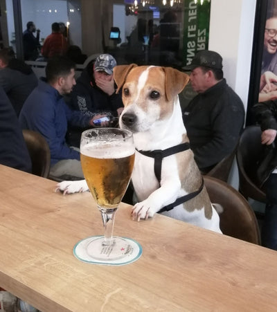 L'avis de Séverine B. sur les croquettes aux insectes pour chien de la marque Réglo