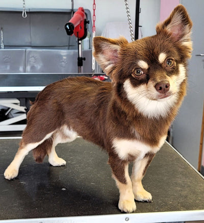 Avis sur daniel b. — croquettes chien