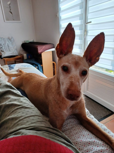 L'avis de Anne-Marie J. sur les croquettes aux insectes pour chien de la marque Réglo