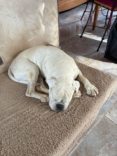 L'avis de Catherine J. sur les croquettes aux insectes pour chien de la marque Réglo
