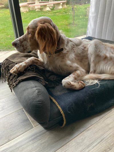 L'avis de Didier S. sur les croquettes aux insectes pour chien de la marque Réglo