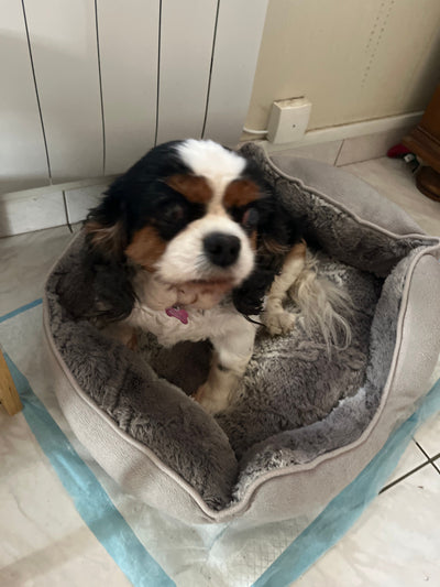 Avis sur Nathalie D. — croquettes chien