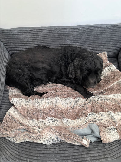 L'avis de Dominique L. sur les croquettes aux insectes pour chien de la marque Réglo